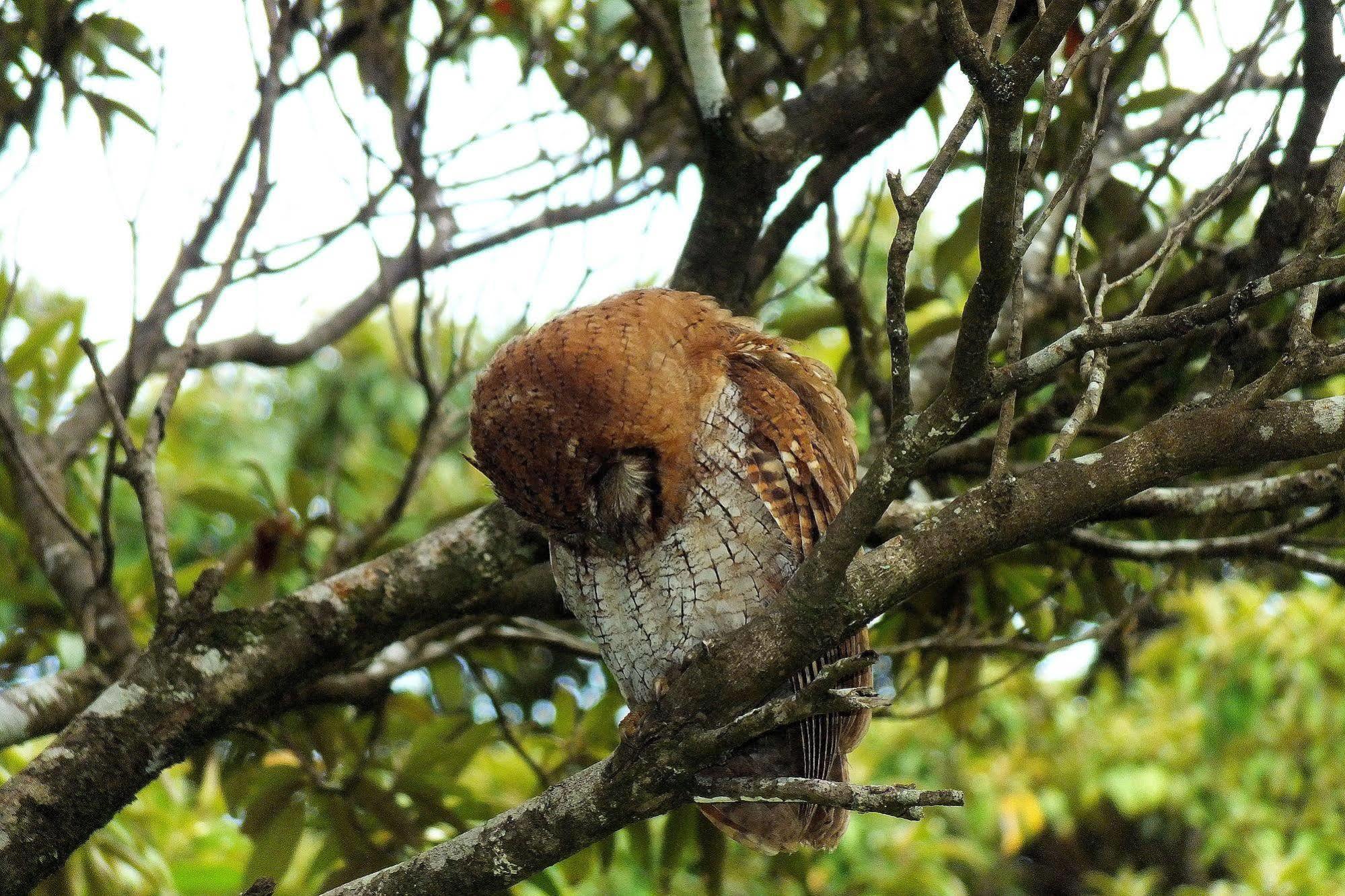 Cabanas La Pradera Monteverde Kültér fotó